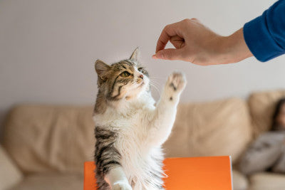 Essential Tips for First time Cat Owners