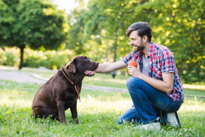 The Emotional and Psychological Benefits of Owning a Dog